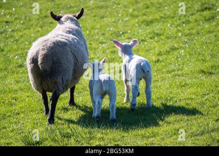 Torrance, East Dunbartonshire, Großbritannien. April 2020. Im Bild: Frühlingslämmer spielen in der Abendsonne. Die kleinen Lämmer spielen und springen auf den Feldern und saugen Milch von ihren Müttern. Quelle: Colin Fisher/Alamy Live News Stockfoto