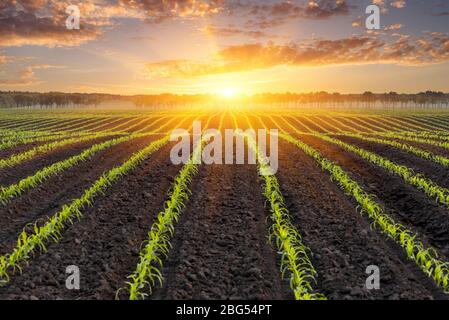 Sonnenaufgang über einem Feld von jungen Mais. Natürlicher Hintergrund für Design zum Thema der Agrarindustrie Stockfoto