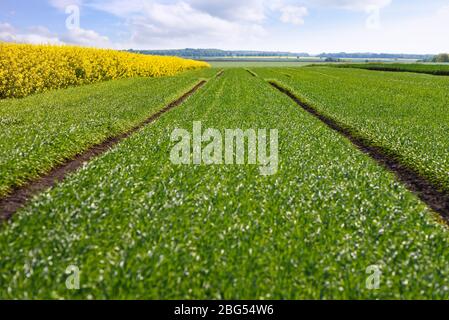 Hintergrund für die Gestaltung von landwirtschaftlichen Unternehmen und Branchen. Grünes Feld von jungen Weizen Stockfoto