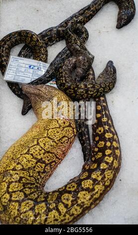 Moray Aale zum Verkauf auf einem Marktstand Stockfoto