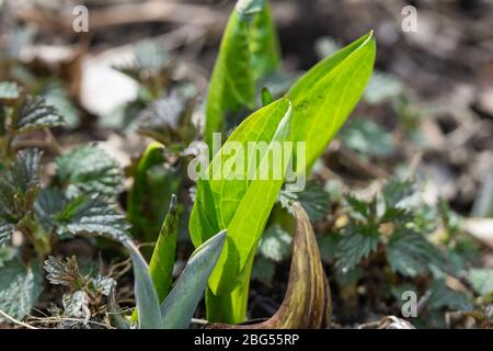 Skunk-Kohl sprießt im Frühling Stockfoto