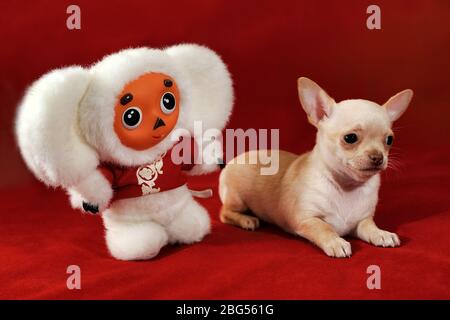 Porträt eines kurzhaarigen chihuahua Welpen von rot-weiß mit einem Spielzeug Cheburashka auf rotem Hintergrund. Stockfoto