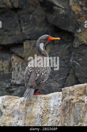 Rotbeinkormoran (Phalacrocorax gaimardi) Erwachsener auf Felsen stehend Pucusana, Peru März Stockfoto