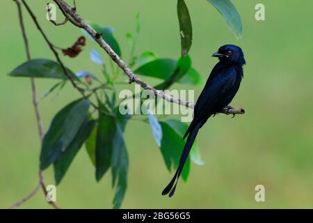 Black Drongo, Dicrurus macrocercus, Kerala, Indien, Asien Stockfoto