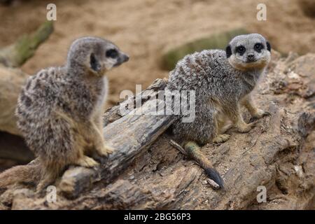 Zwei Erdmännchen auf der Noah's Ark Zoo Farm in Bristol Stockfoto