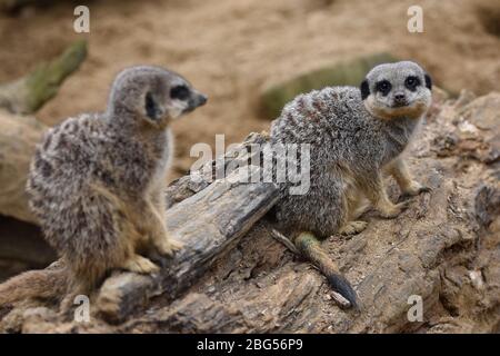 Zwei Erdmännchen auf der Noah's Ark Zoo Farm in Bristol Stockfoto