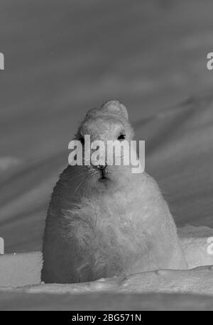 Arktischer Hasen mit einem schockierten Blick mit Ohren hinter dem Kopf und Schnee im Gesicht, gefunden in der Nähe von Arviat, Nunavut Kanada Stockfoto