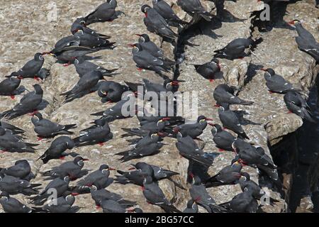 Inca Tern (Larosterna inca) Herde auf Klippe Küste Peru März ruhen Stockfoto