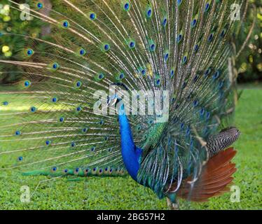 Seitenansicht am Pfau mit offenem Schwanz Stockfoto