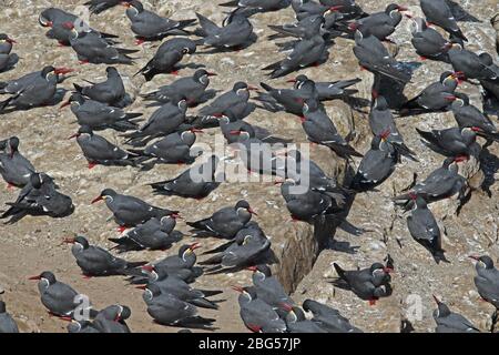 Inca Tern (Larosterna inca) Herde auf Klippe Küste Peru März ruhen Stockfoto