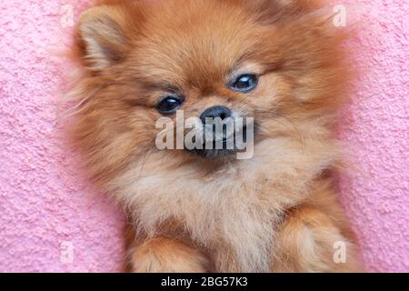 Lustige pommersche Hund lügen und lächeln, Nahaufnahme Stockfoto