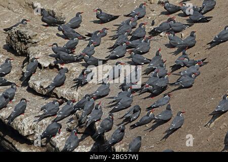 Inca Tern (Larosterna inca) Herde auf Klippe Küste Peru März ruhen Stockfoto