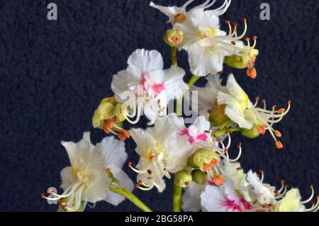 Rosskastanie (Aesculus hippocastanum) Blume, rosa weiße Blütenblätter, weiße Staubblätter mit orangefarbenen Spitzen, gelb grüne Kelchblätter, Nahaufnahme, Mai, Somerset.UK Stockfoto