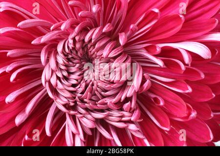 Kern der großen magentafarbenen Chrysantheme Blume. Nahaufnahme. Makro Stockfoto