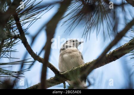 Blue Jay thront auf Branch im Frühling Stockfoto