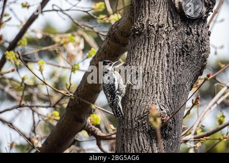 Gelber Bäuchspelzer auf Baum im Frühling Stockfoto