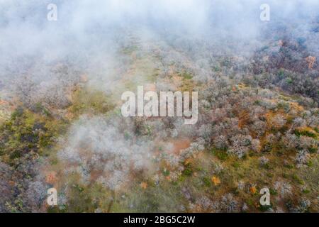 Laubwald und Nebel. Luftaufnahme. Stockfoto