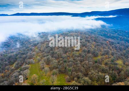 Laubwald und Nebel. Luftaufnahme. Stockfoto