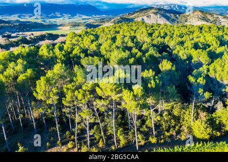 Pinienwald Landschaft. Luftaufnahme. Stockfoto