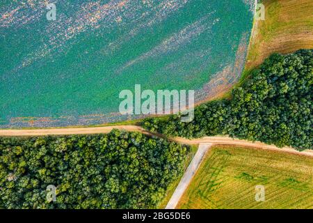 Landwirtschaftliche Fläche und Wald. Luftaufnahme. Stockfoto