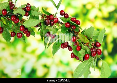 Zweig mit Kirschen im Garten Stockfoto