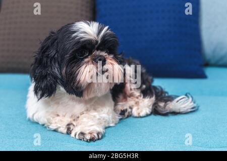 Ein kleiner grauer und weißer Hund. Hochwertige Fotos. Shih-tzu Rasse Stockfoto