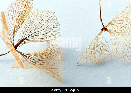Makro Nahaufnahme von braunen trockenen zarten Hortensien Skelett Blume Blätter auf einem hellblauen Hintergrund. Für den Einsatz als Herbst-, Herbst- oder Beerdigungshintergrund. Stockfoto