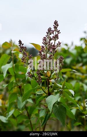 Syringa lilac ist eine Gattung von 12 derzeit 1 Arten von blühenden Gehölzen in der Olive Familie Oleaceae anerkannt Stockfoto