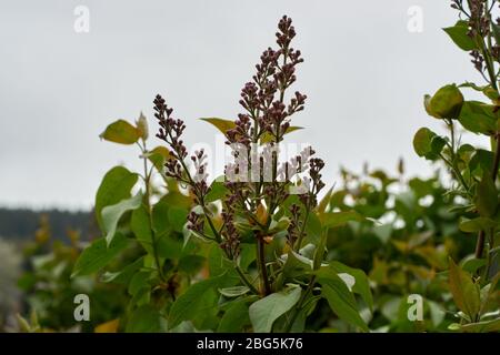 Syringa lilac ist eine Gattung von 12 derzeit 1 Arten von blühenden Gehölzen in der Olive Familie Oleaceae anerkannt Stockfoto