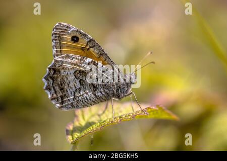 Die Schmetterlingspopulationen der Felsenäschen (Hipparchia semele) in Europa haben infolge der Dürren begonnen, zu sinken.und der Klimawandel. Stockfoto