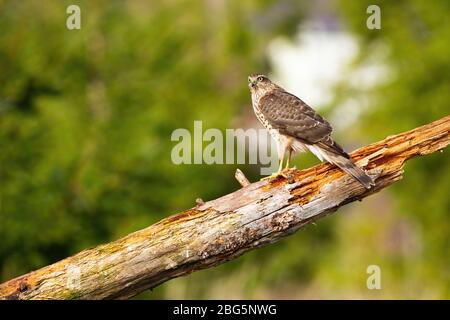 Überrascht Sparrowhawk sitzt auf Ast in der Sommernatur mit Kopienplatz. Stockfoto