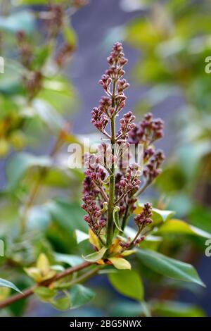 Syringa lilac ist eine Gattung von 12 derzeit 1 Arten von blühenden Gehölzen in der Olive Familie Oleaceae anerkannt Stockfoto