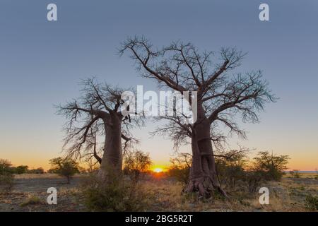 Sonnenaufgang zwischen zwei jungen Baobab-Bäumen Stockfoto