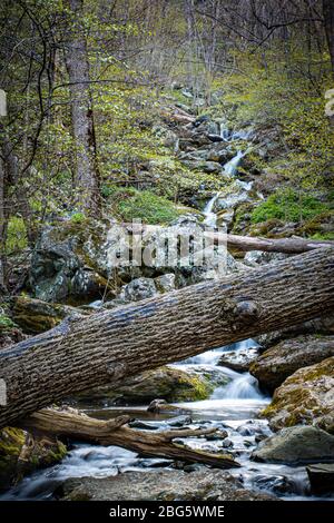 Wasserfall und Fluss im Frühling in Virginia, USA Stockfoto