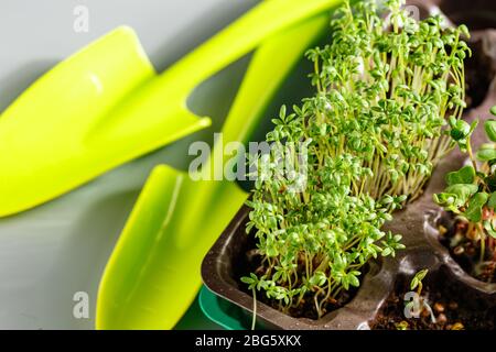 Das Microgreen in Kunststoffschalen zum Pflanzen von jungen Pflanzen und Schaufeln. Microgreen sind junge pflanzliche grün oder Sprossen, Superfood, das Konzept einer hea Stockfoto