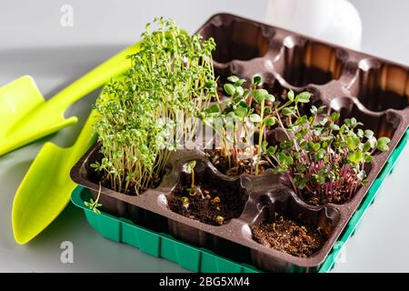 Das Microgreen in Kunststoffschalen zum Pflanzen von jungen Pflanzen und Schaufeln. Microgreen sind junge pflanzliche grün oder Sprossen, Superfood, das Konzept einer hea Stockfoto