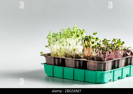 Das Microgreen in Kunststoffschalen zum Pflanzen junger Pflanzen. Microgreen sind junge pflanzliche Grün oder Sprossen, Superfood, das Konzept eines gesunden Lebens Stockfoto