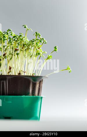 Junge Kresse Salat mikrogrünen Sprossen mit Wassertropfen Makro Nahaufnahme. Superfood ist das Konzept eines gesunden Lebensstils. Stockfoto