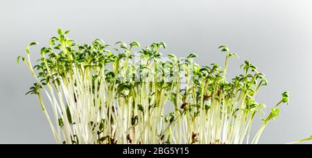 Junge Kresse Salat mikrogrünen Sprossen mit Wassertropfen Makro Nahaufnahme. Superfood ist das Konzept eines gesunden Lebensstils. Langes breites Banner Stockfoto