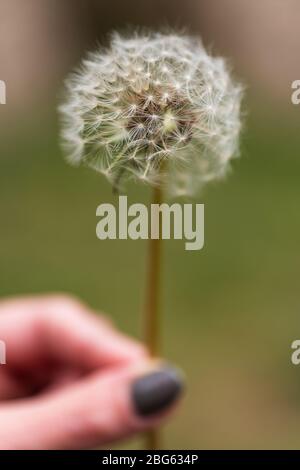 Eine Nahaufnahme einer Löwenzahn-Uhr, die in einer Frauenhand gehalten wird Stockfoto