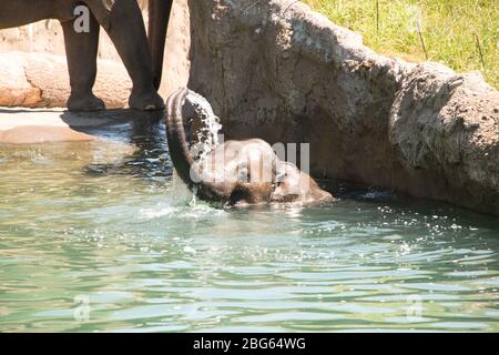 Elefant im Oregon Zoo Stockfoto