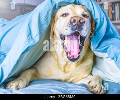 Fröhlicher weißer Labrador liegt auf dem Bett unter einer Decke Stockfoto