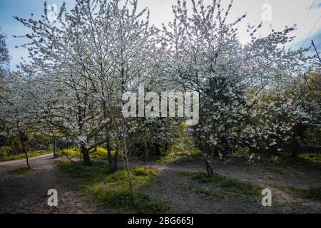 Ein schöner Kirschblütenbaum in einem lokalen Park an einem sonnigen Tag Stockfoto