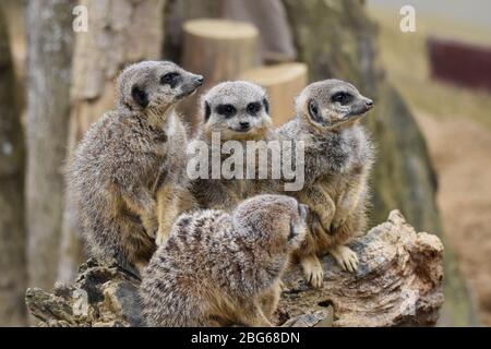 Eine Gruppe von Erdmännchen im Sand Stockfoto