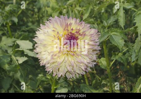 Dahlia Kakteentyp. Edel pink gelb weiß Dahlia. Halbkaktus Dahlia Stockfoto