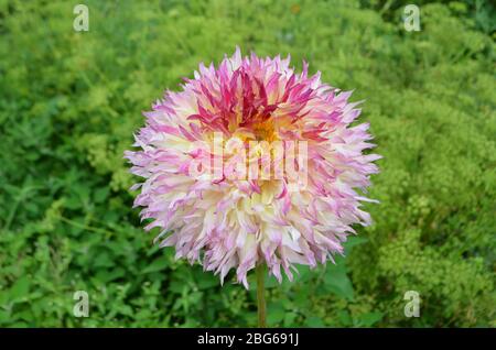 Gelbe, rosa und orange Dahlia Blume im Garten. Stockfoto