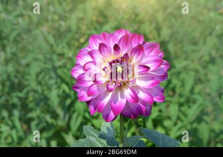 Lila Blüten von Vancouver dahlia. Dahlia Varietät Vancouver mit weißen rosa violetten Blütenblättern. Stockfoto