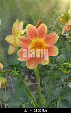 Orangefarbenes Blütenblatt Dahlia. Miniatur-Orange Dahlia im Garten Stockfoto