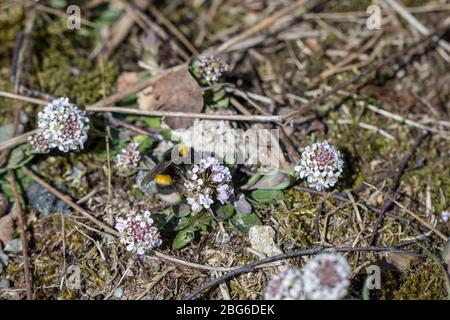 Weißschwanzbiene, Bombus lucorum, auf Noccaea caerulescens Stockfoto