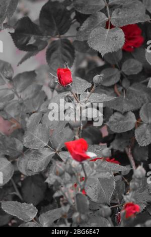 Wassertropfen auf den grauen Blättern der Rose. In der Mitte sind leuchtend rote Rosenblüten Stockfoto